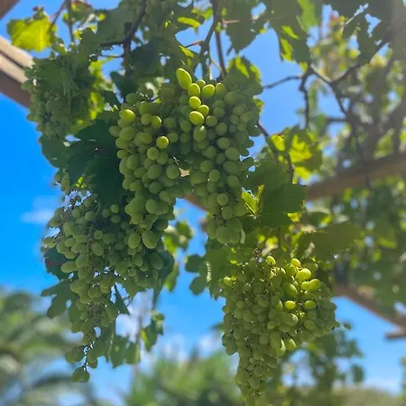 Appartement Ancient Meropia - Les Jardins Des Muses Apollonia