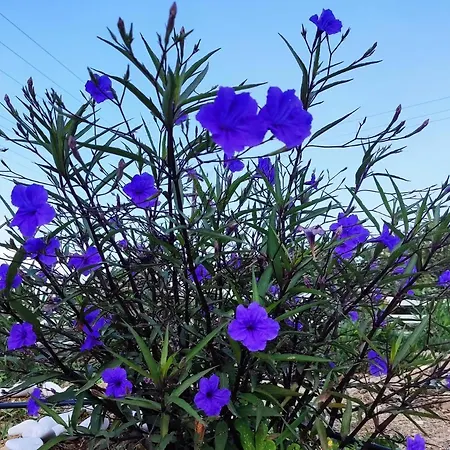 Appartement Ancient Meropia - Les Jardins Des Muses