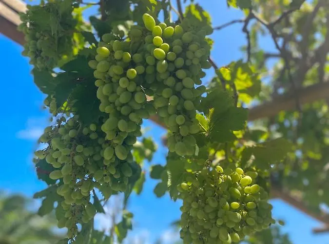 Apartament Ancient Meropia - Les Jardins Des Muses Apollonia