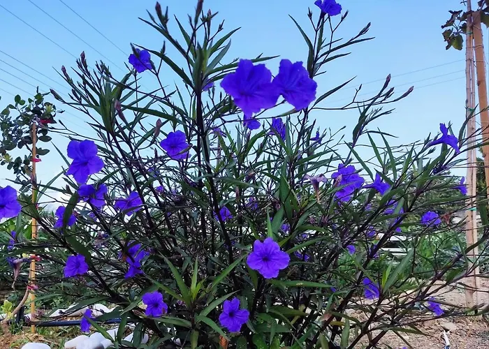 Apartament Ancient Meropia - Les Jardins Des Muses